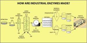 Enzyme Production 