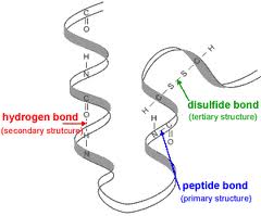 enzyme structure