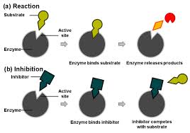 Enzyme example