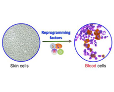 a-star-blood-cells